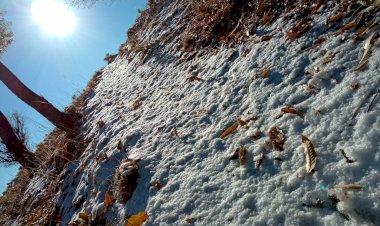 Bir İntihar Üstüne Söylenti