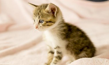 Tıkı Tıkı Tıklat