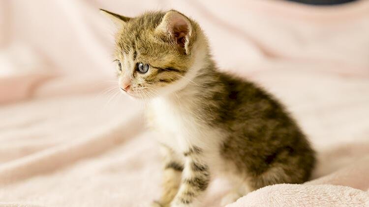 Tıkı Tıkı Tıklat