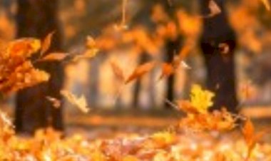 Güz Geldi..