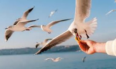 GÖKYÜZÜNDE BİR KUŞ OLMAK İSTERDİM...