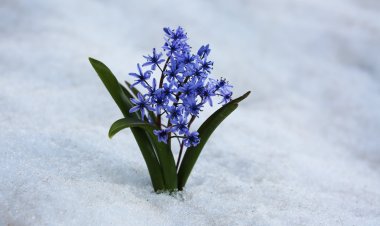 BÖYLE BİR SEVDAYDI