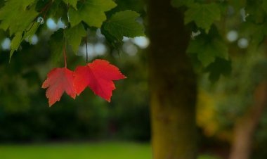 İNSANA VE HAYATA DAİR