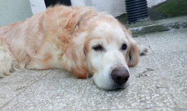 ŞÜKRİYE NİNE NASIL SEVER?