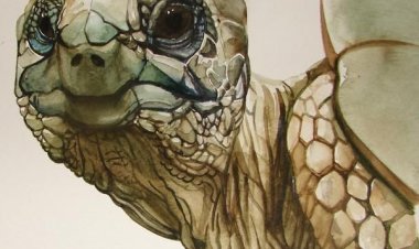 YETİŞKİNLERE MASALLAR: Kaplumbağa, Fil ve Su Aygırı