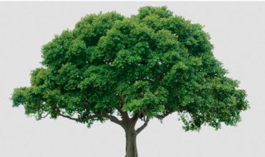 Arşiv 23 (Bir Ömür)