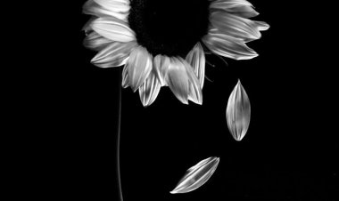 Çaresizliğin Rengi