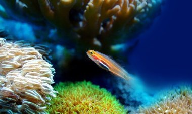 HAYATIN TADINI ÇIKAR