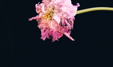 Yalnızlığın Asaleti