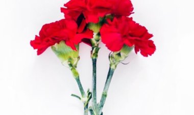 Düşünceyi Unutmak