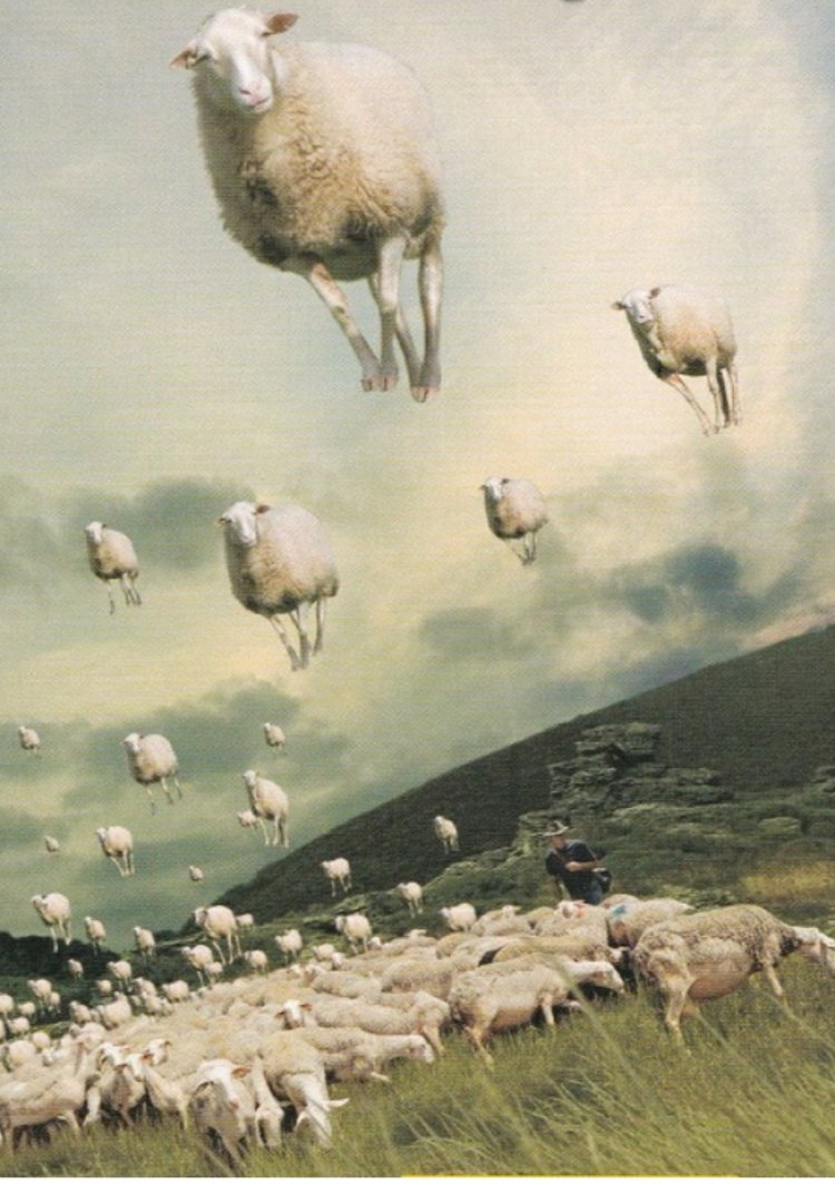 Say Koyunları