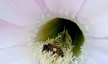 VAR  OLUŞTAKİ  MUCİZE