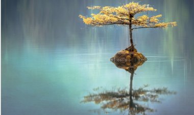 HİÇLİĞİN GETİRDİĞİ ERMİŞLİK VE YOKOLUŞ