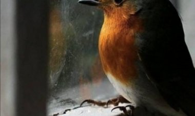 Dünün Korkaklığı