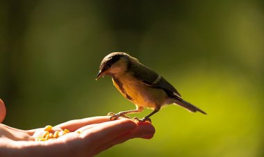 RUHLARI SEVİN, BEDENLER ÇÜRÜYECEK