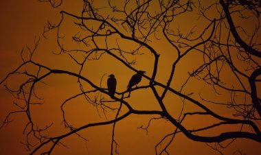 O ve Bay Tin - Esir Kuşlar