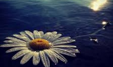 Nerede bana papatyalar getiren avuç içlerin