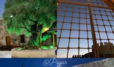 ZEYTİN,ANIT AĞAÇ,PAYAS