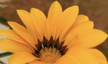 Sarı papatyam, mutluluk, doğum günü