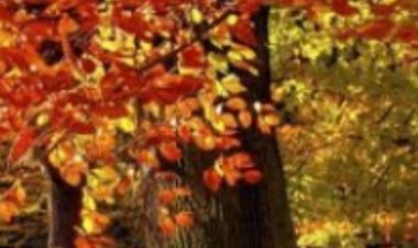 BİR EYLÜL GELİVERDİ