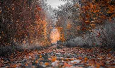 1 GÜN'DEN - SAKLAMBAÇ