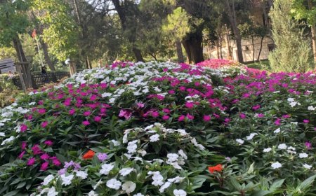 Sevmediler/ Sevemediler