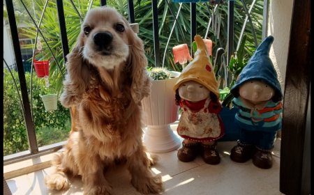 Biri Görür, Öteki Hisseder