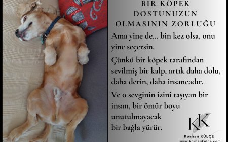 Bir Köpek Dostunuzun Olmasının Zorluğu