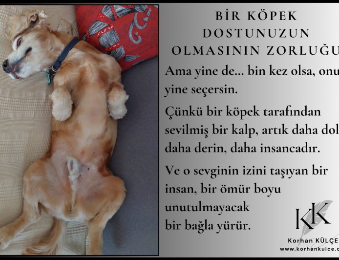 Bir Köpek Dostunuzun Olmasının Zorluğu