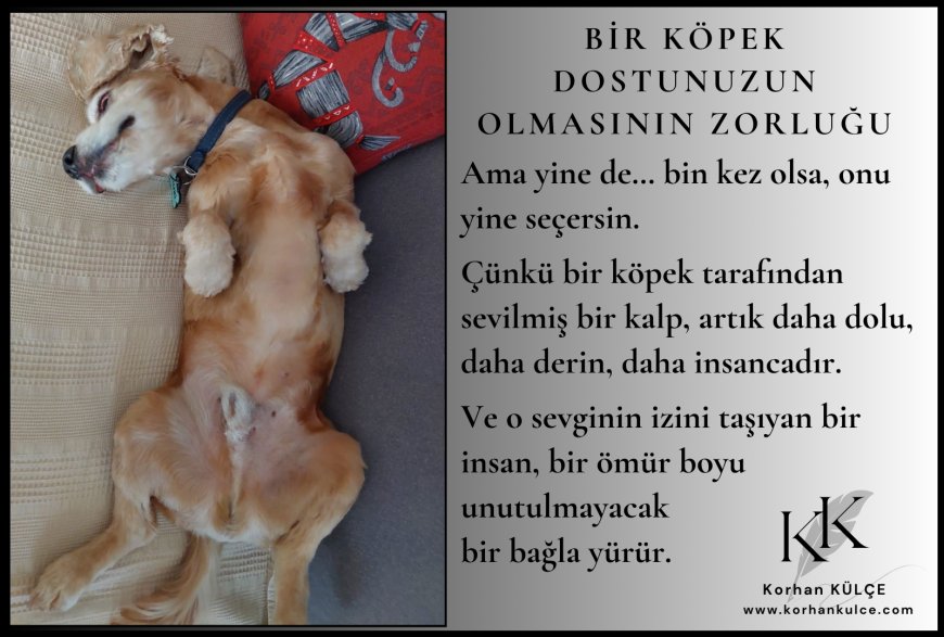Bir Köpek Dostunuzun Olmasının Zorluğu