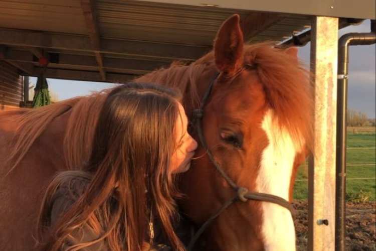 Vahşi batıda sürüler halinde yaşayan ve yakalanarak ehlileştirilen vahşi atlara verilen ad?